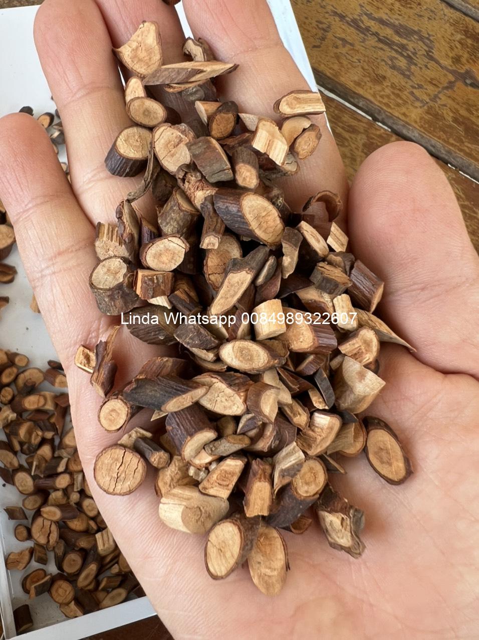 branch-cut-cassia (5)