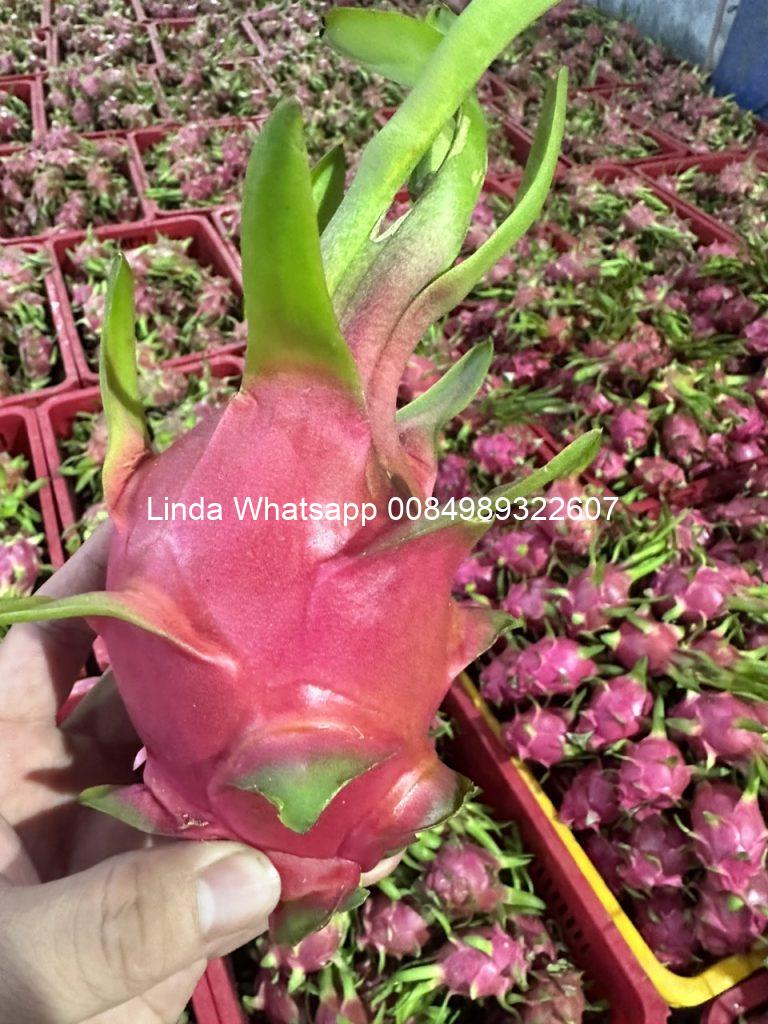 Fresh dragon fruit