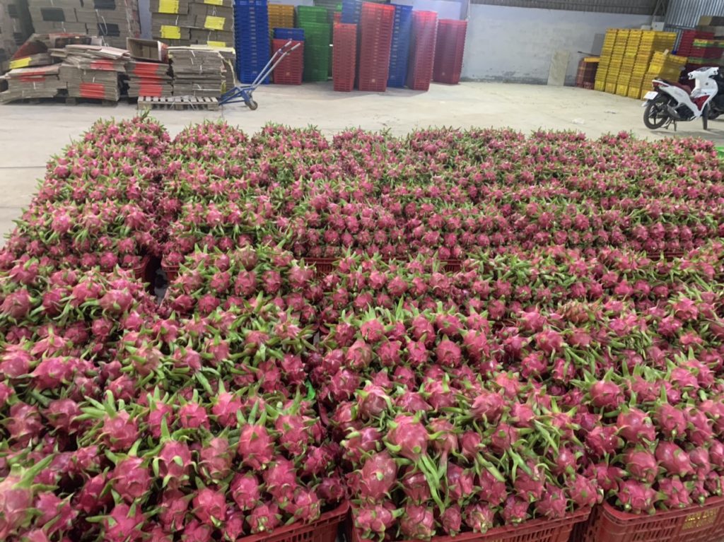 Fresh dragon fruit