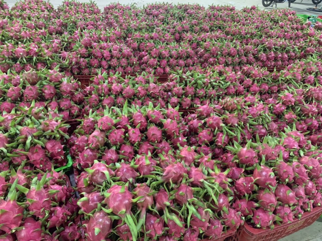 Fresh dragon fruit